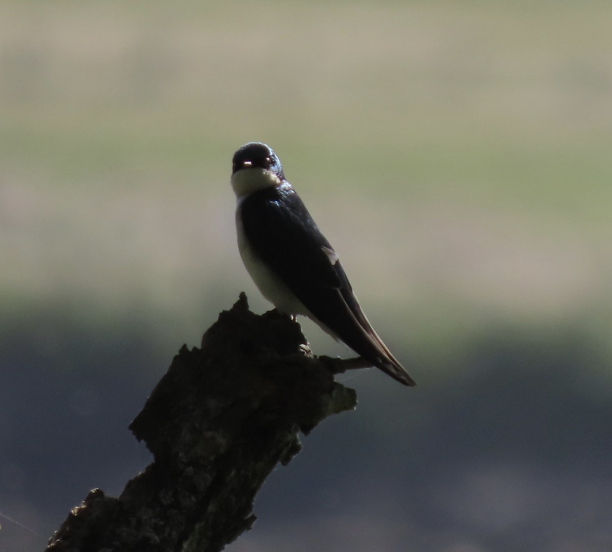 Tree Swallow - ML426460071