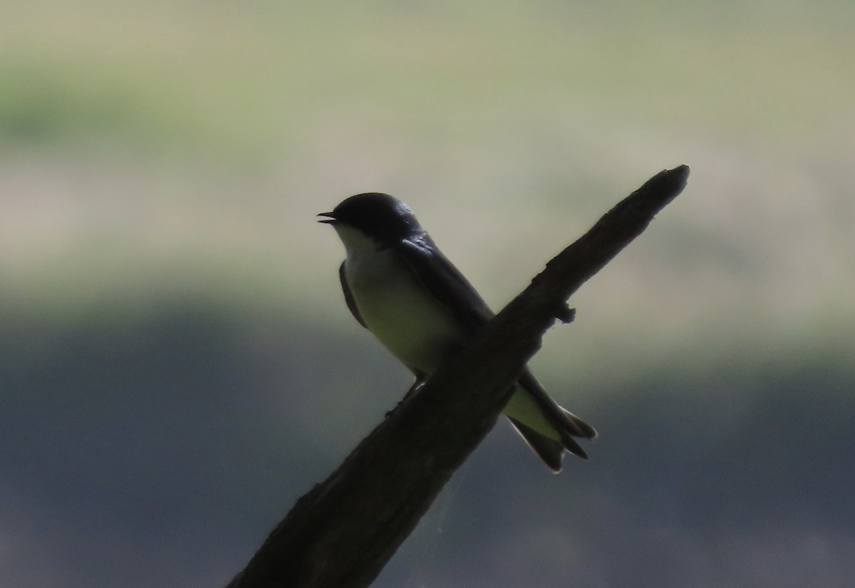 Tree Swallow - ML426460181