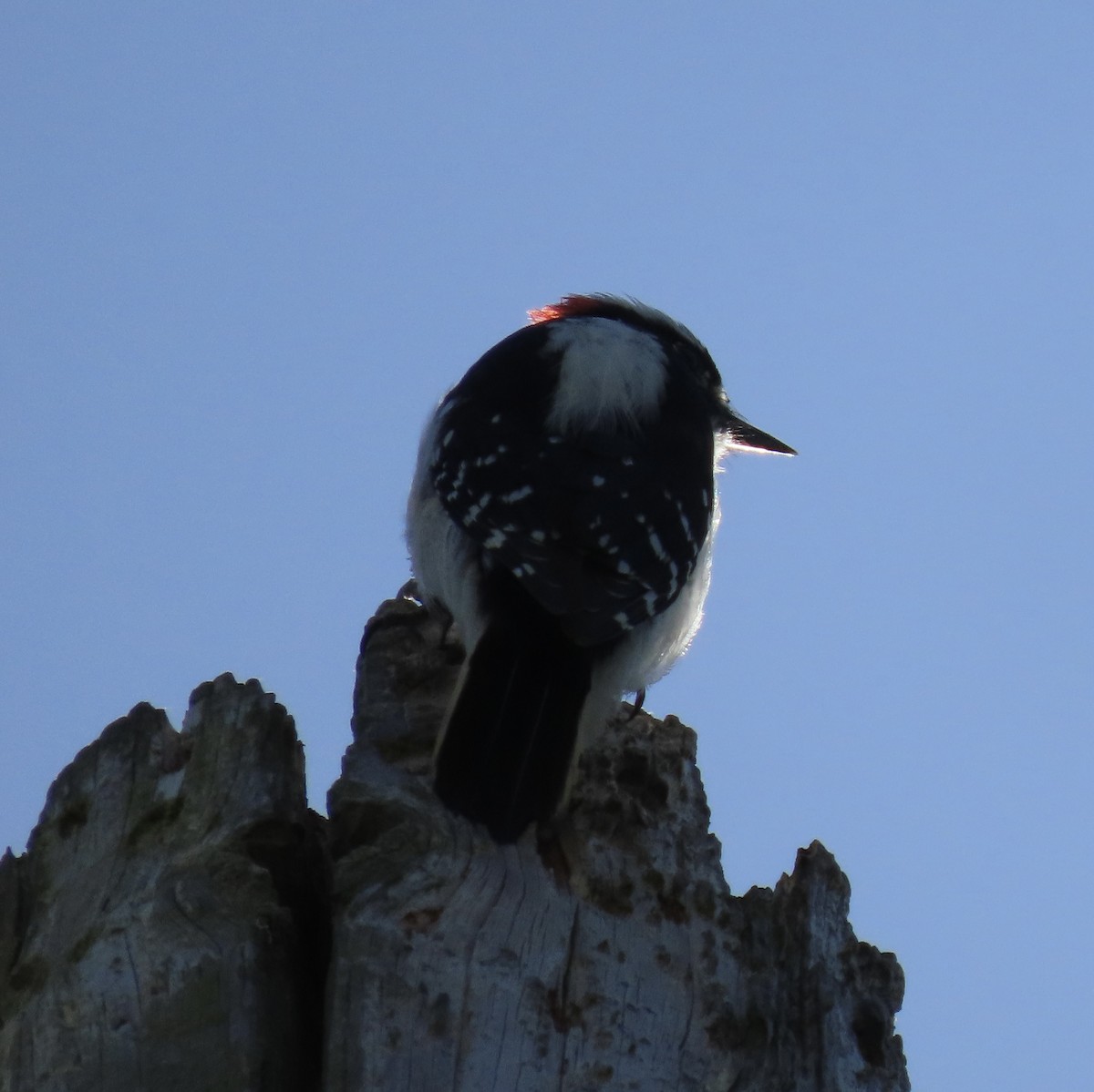 Hairy Woodpecker - ML426460451