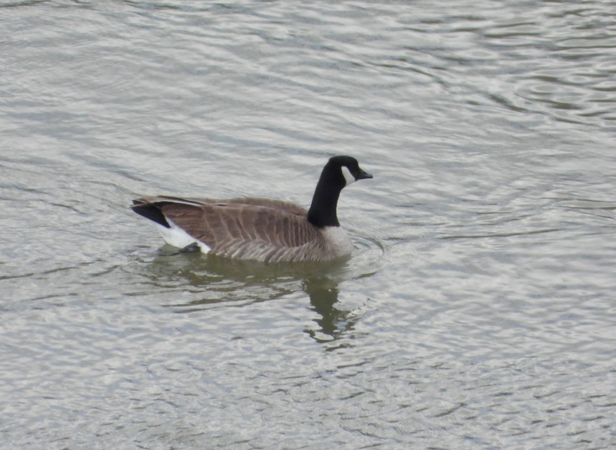 Cackling Goose - ML426460941