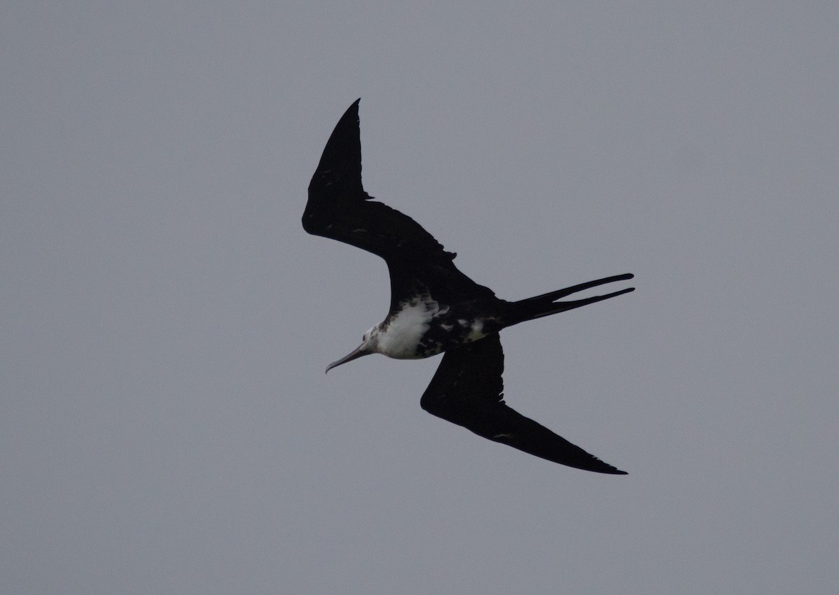 Great Frigatebird - ML426462751