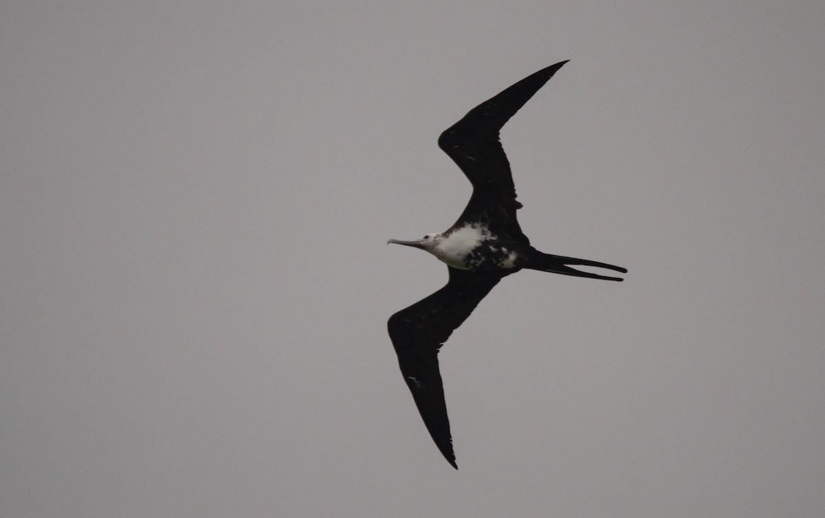 Great Frigatebird - ML426462761