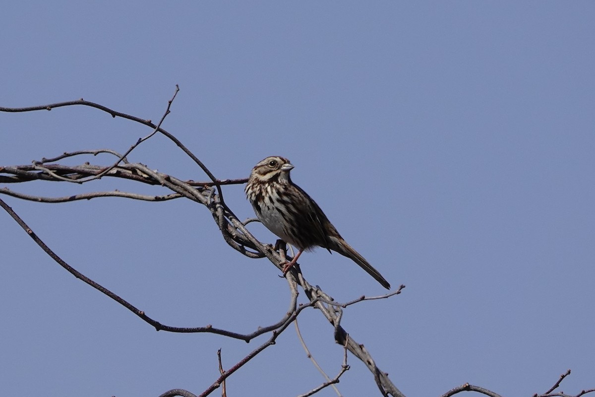 Song Sparrow - ML426463411