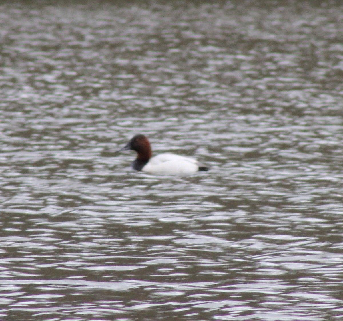 Canvasback - ML426465161