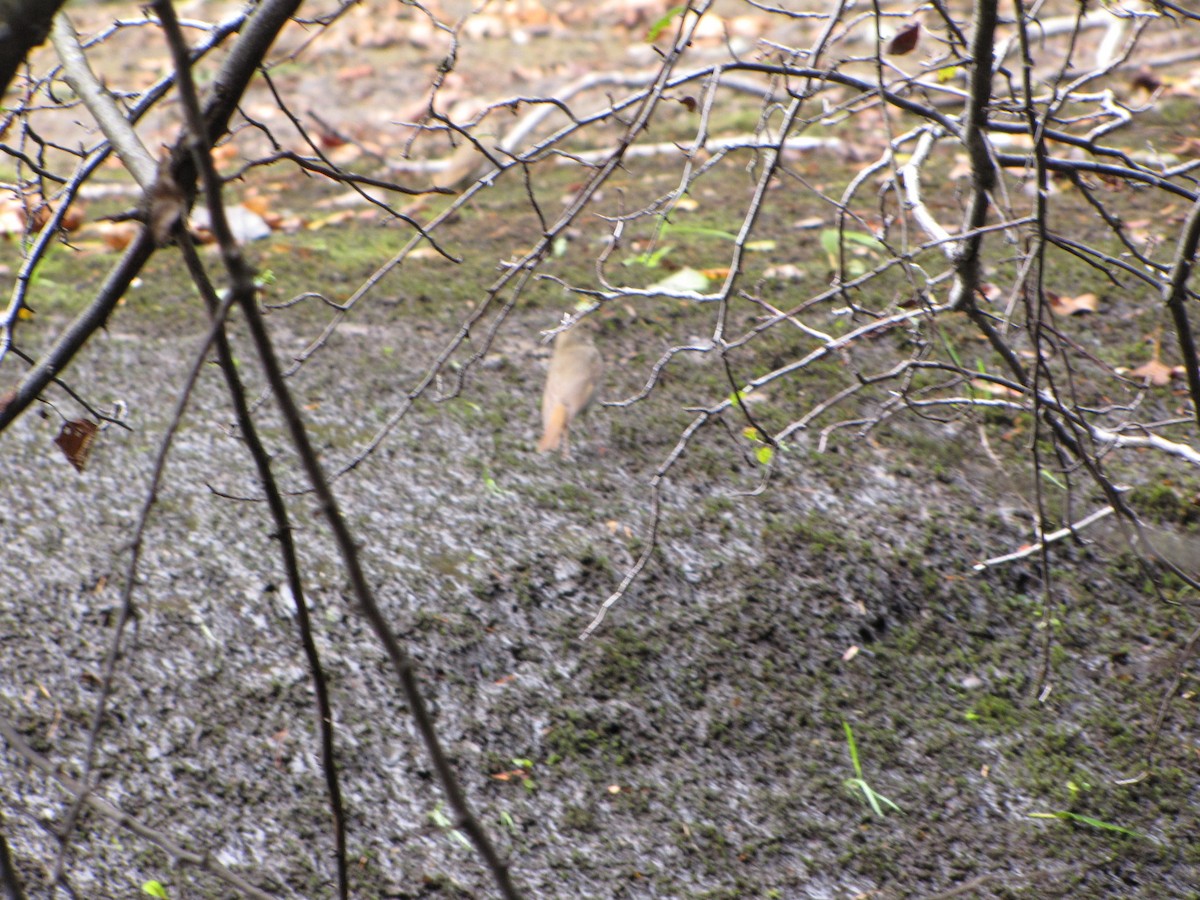 Hermit Thrush - ML426468941