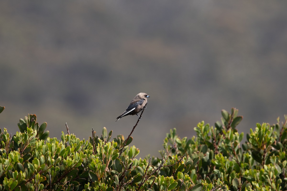 Dusky Woodswallow - Hoeckman's Wildlife