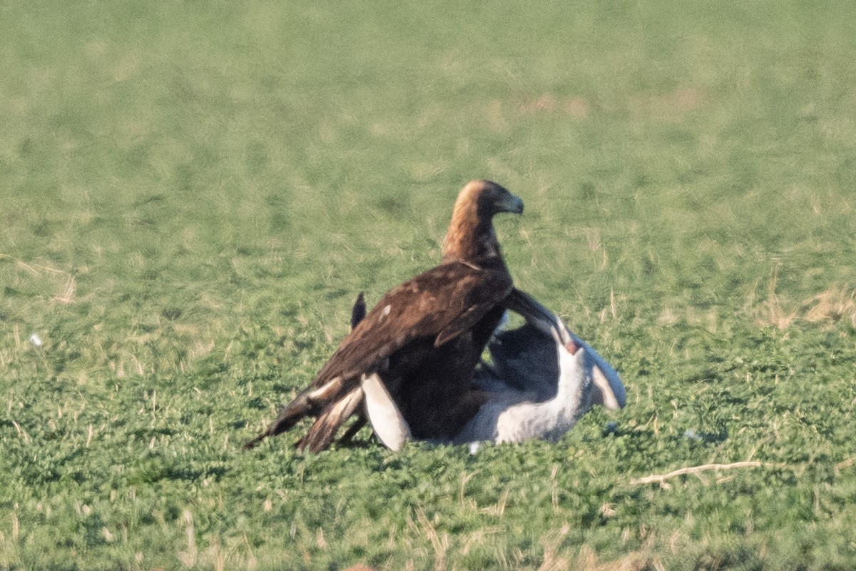 Golden Eagle - ML426469411