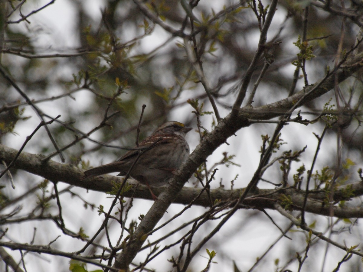 White-throated Sparrow - ML426469741