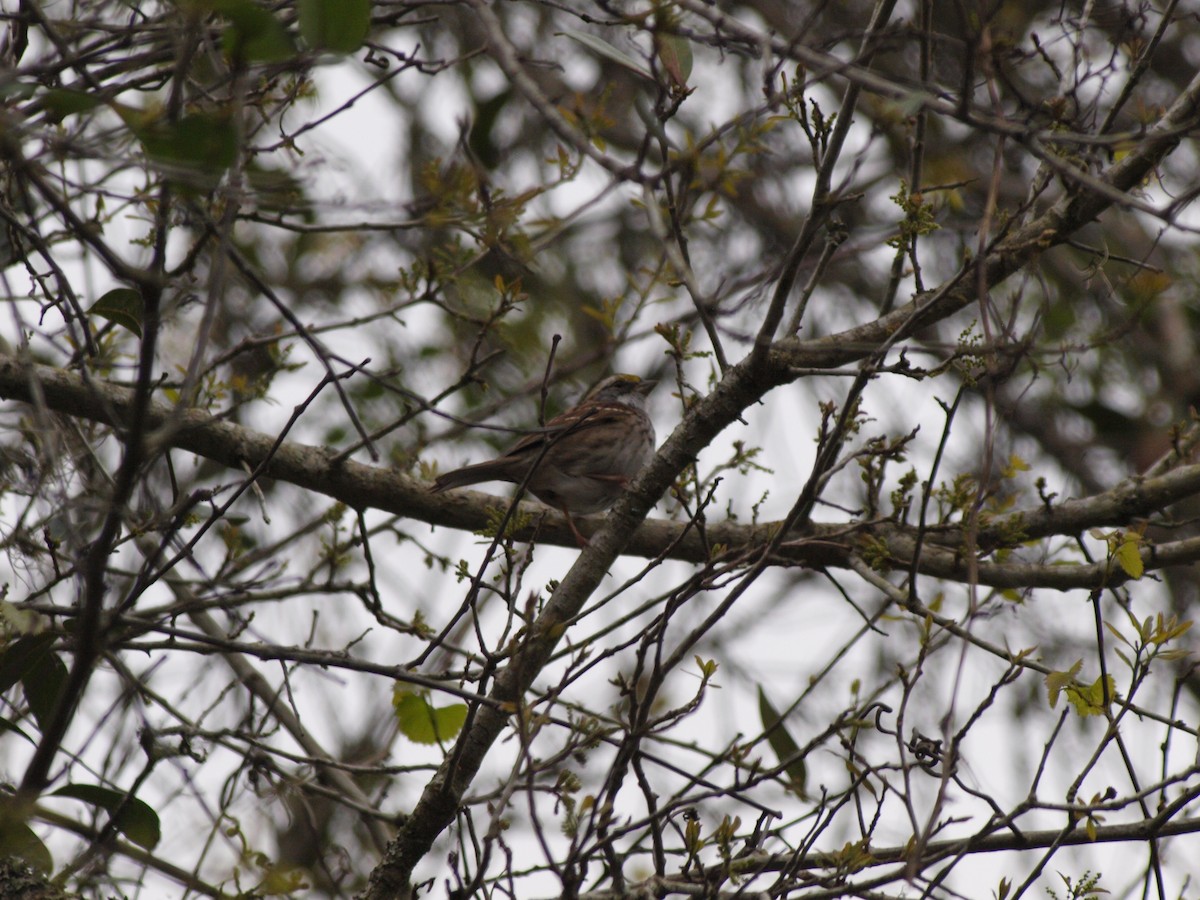 White-throated Sparrow - ML426469751