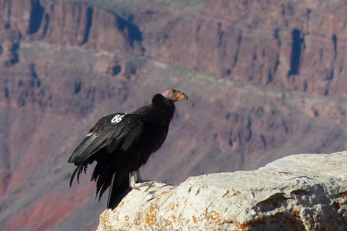 California Condor - Jeremy Collison