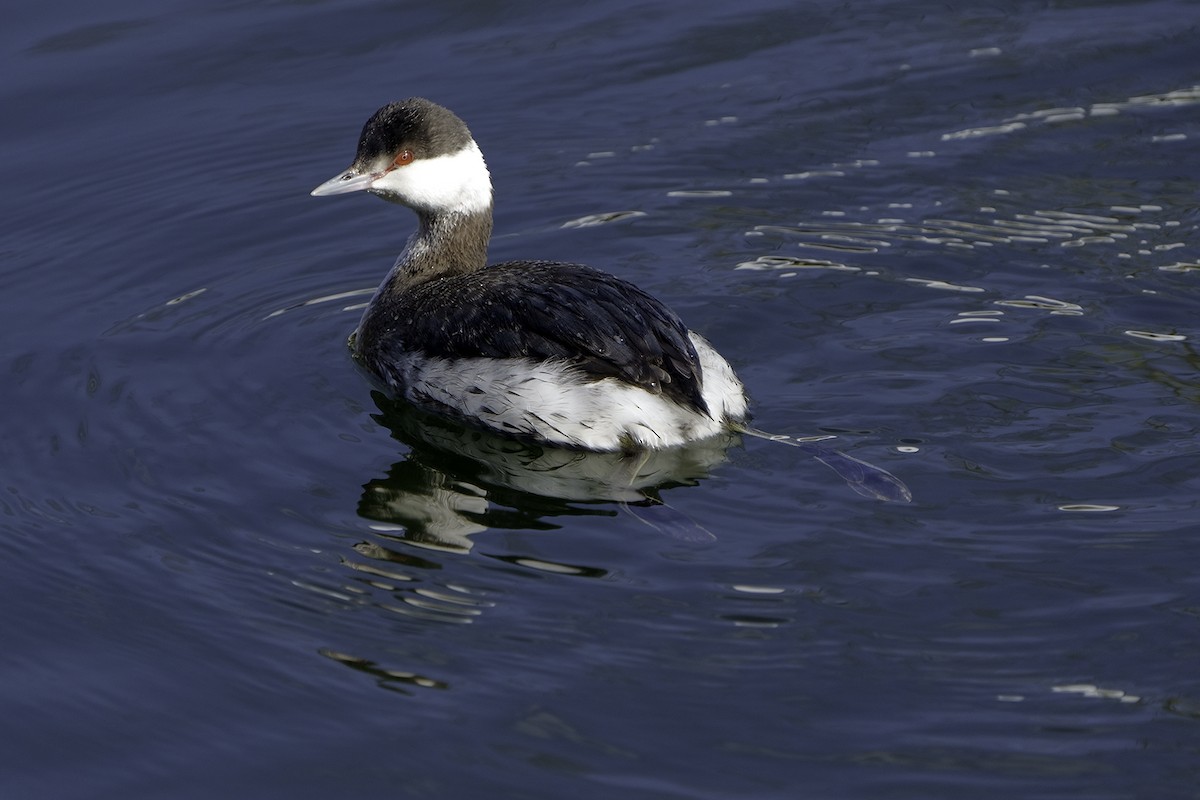 Horned Grebe - Karen  Blatchford