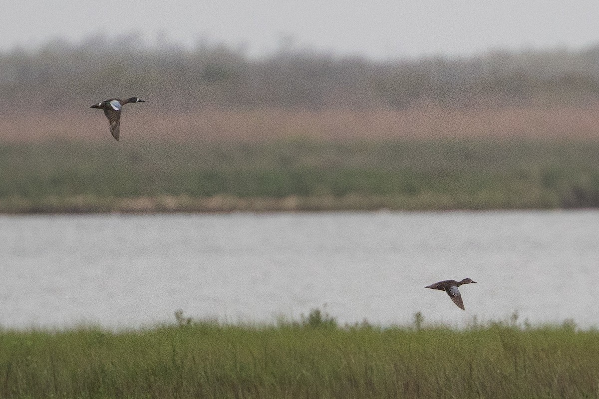 Blue-winged Teal - ML426472261