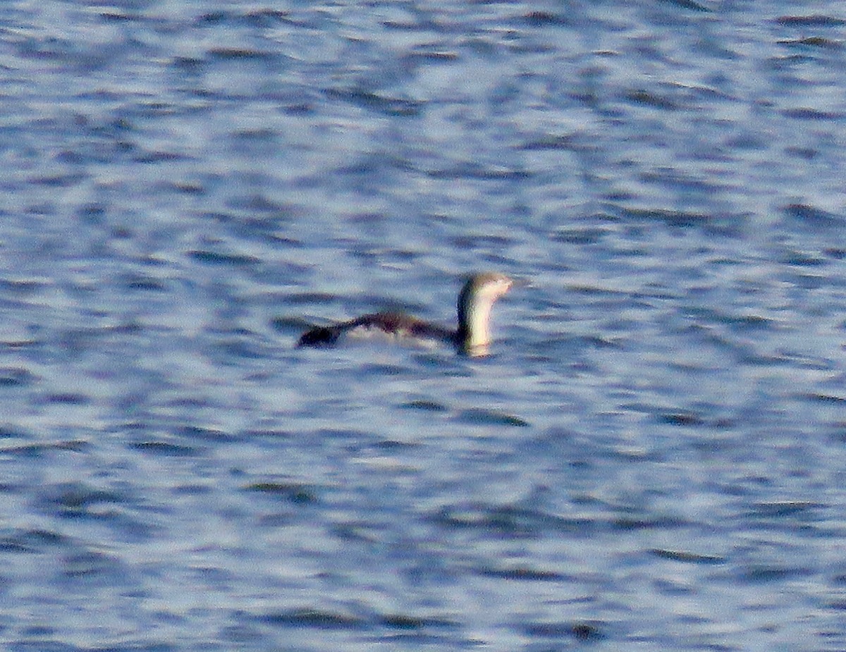 Red-throated Loon - ML426472701