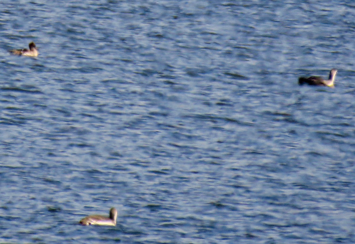 Red-throated Loon - ML426473381