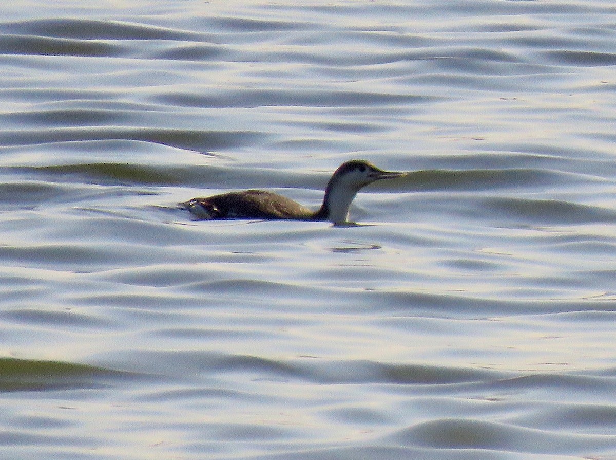 Red-throated Loon - ML426474351