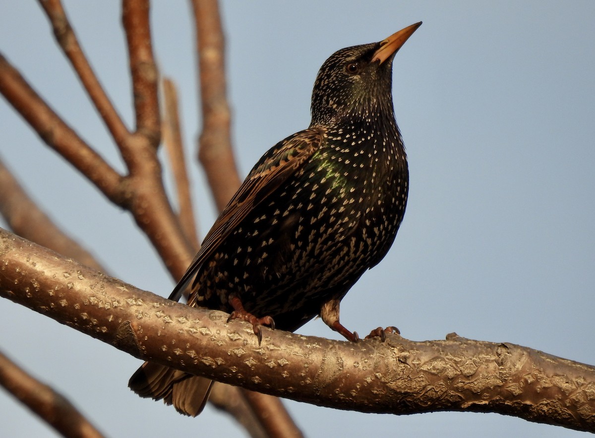 European Starling - ML426475561