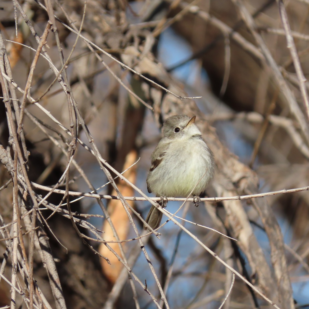 Gray Flycatcher - ML426475811