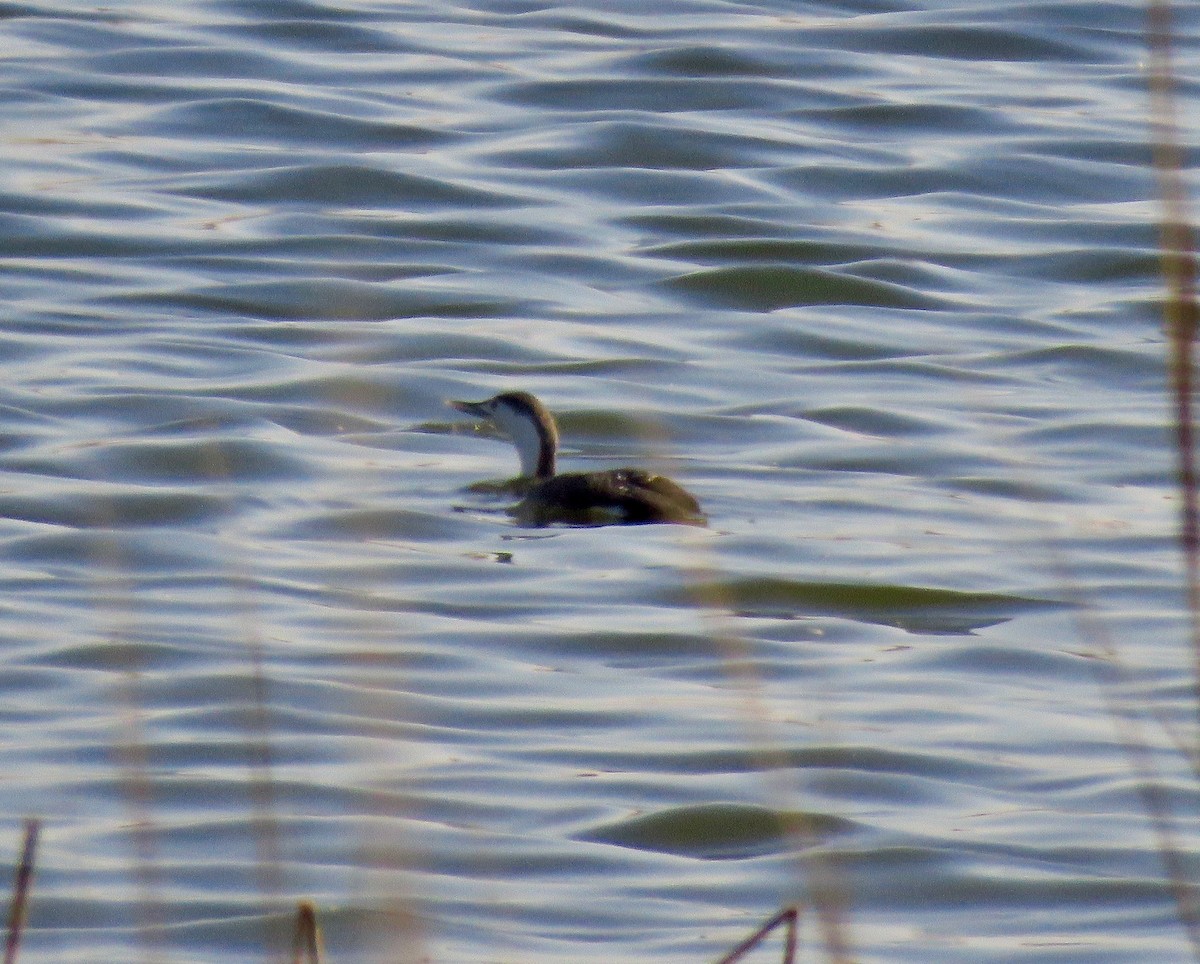 Red-throated Loon - ML426475851