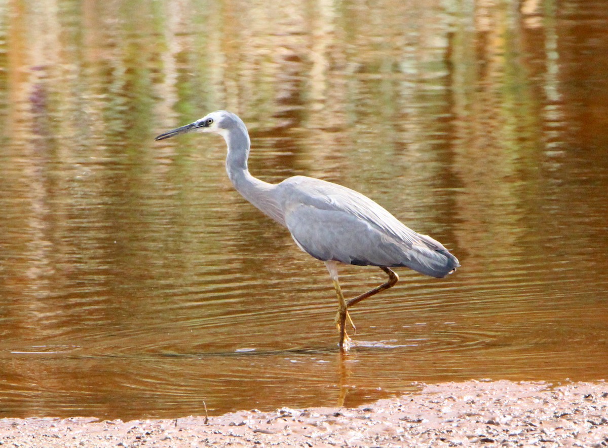 White-faced Heron - ML42647591