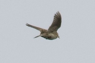 Eurasian Skylark (European) - ML426476311