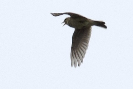 Eurasian Skylark (European) - ML426476321
