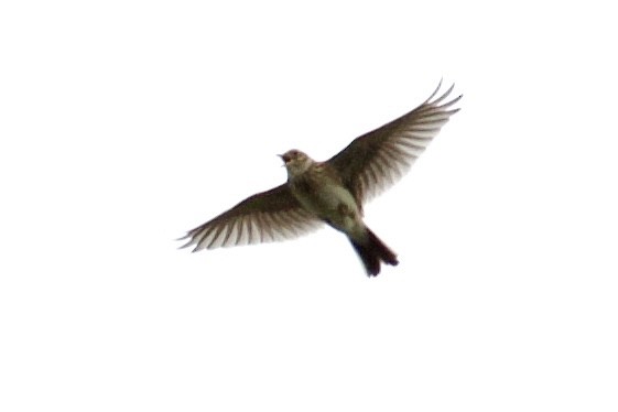 Eurasian Skylark (European) - ML426476331