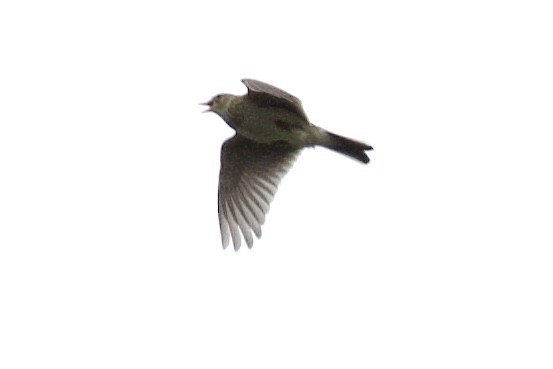Eurasian Skylark (European) - ML426476341