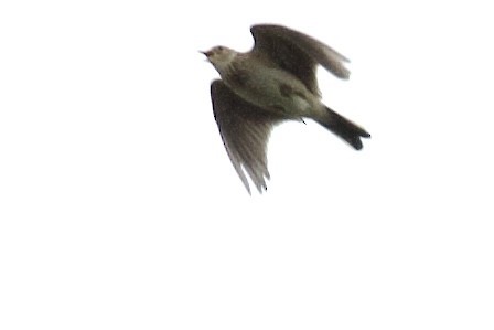 Eurasian Skylark (European) - ML426476361