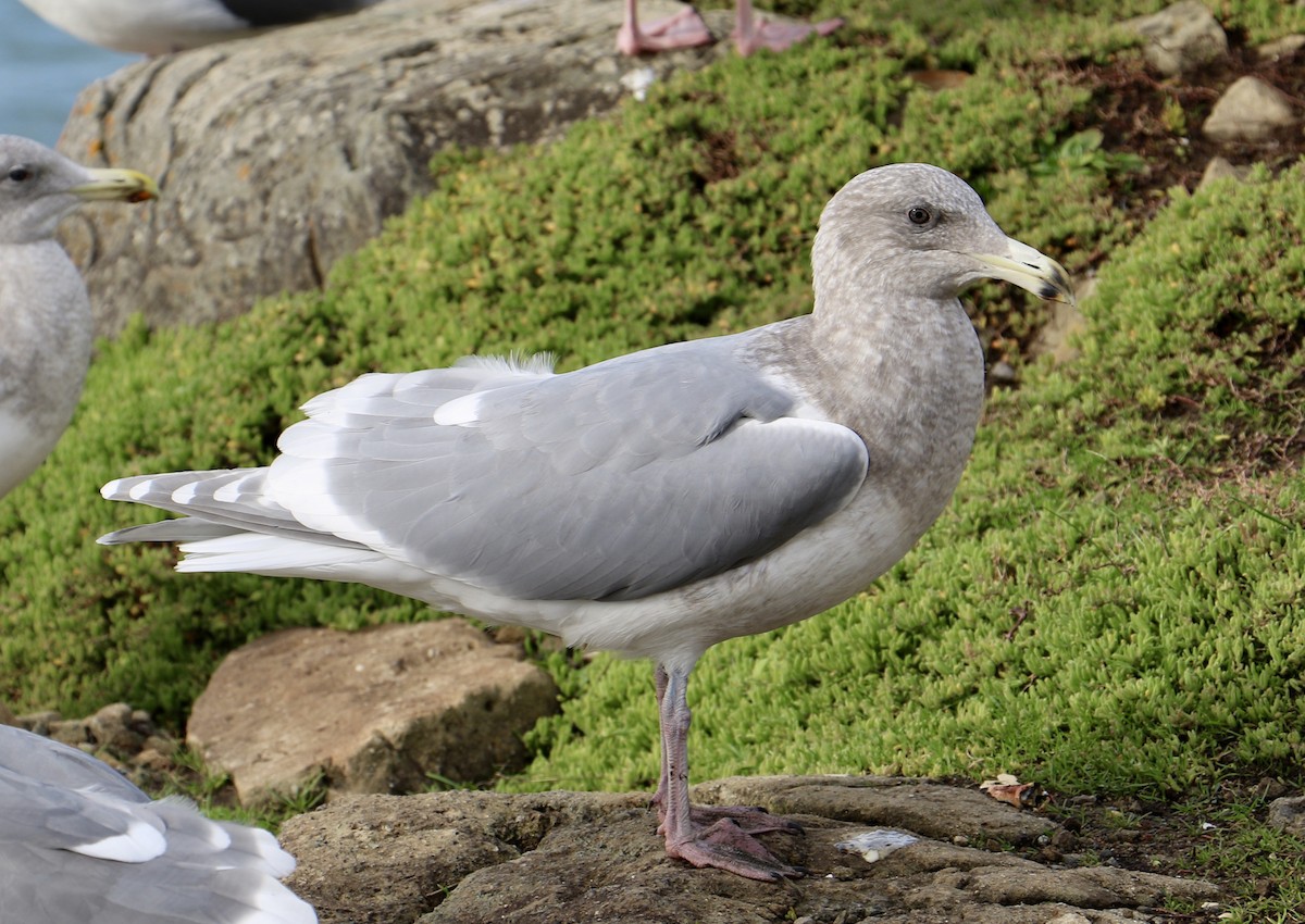 Glaucous-winged Gull - Dave Bengston