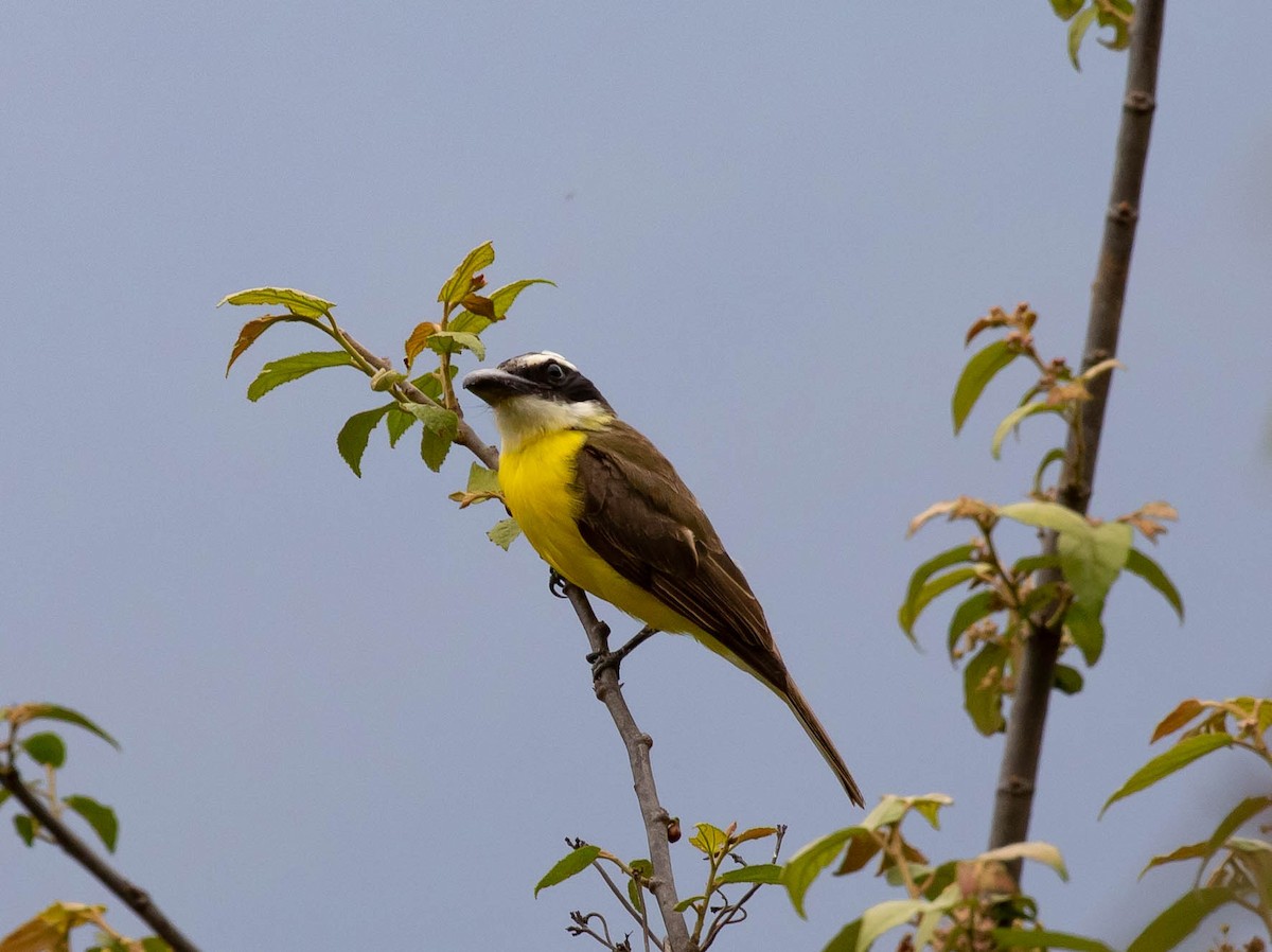 Boat-billed Flycatcher - ML426478281