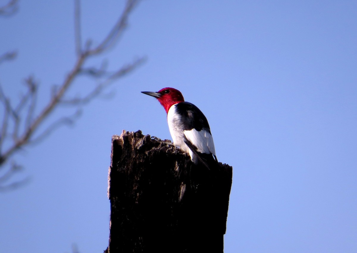 Red-headed Woodpecker - Michael Mandracchia