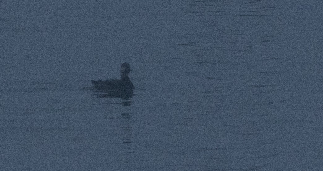 Black Scoter - ML426482491