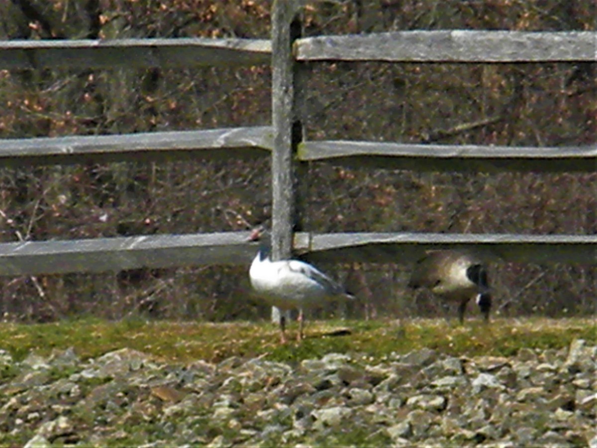 Schneegans - ML426484811