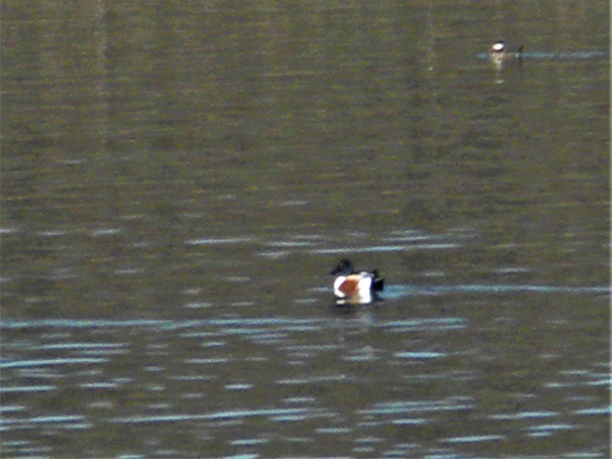 Northern Shoveler - ML426485201