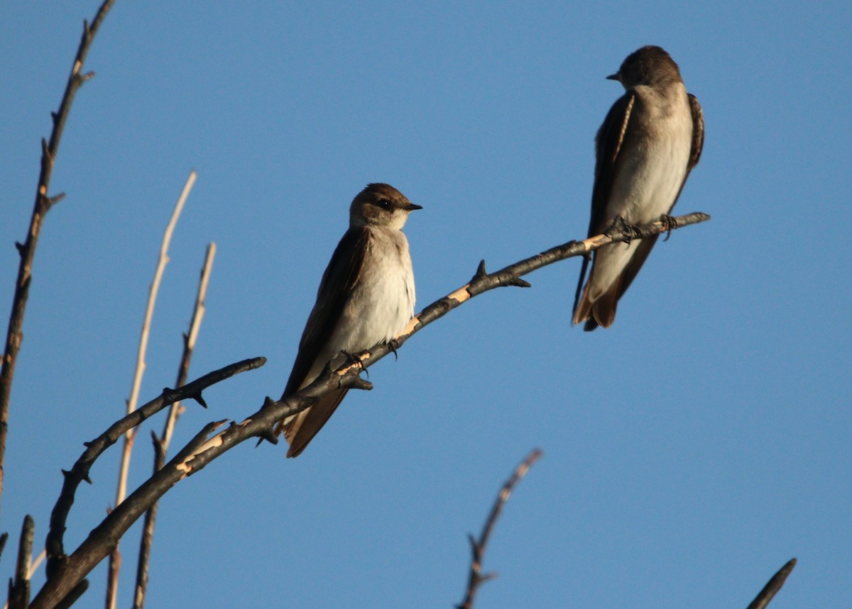 Northern Rough-winged Swallow - ML426485631
