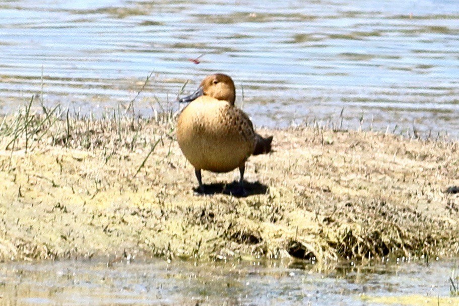 Northern Pintail - ML426486641