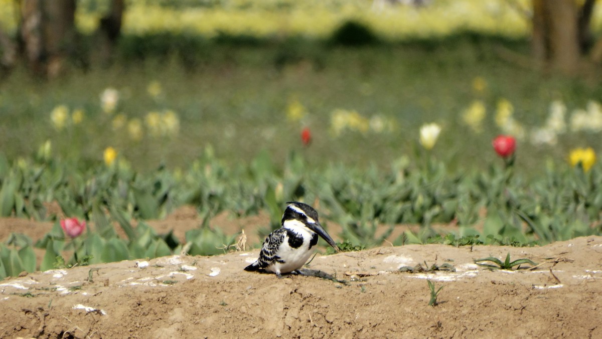 Pied Kingfisher - ML426488651