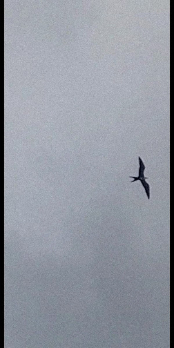 Magnificent Frigatebird - ML426489091