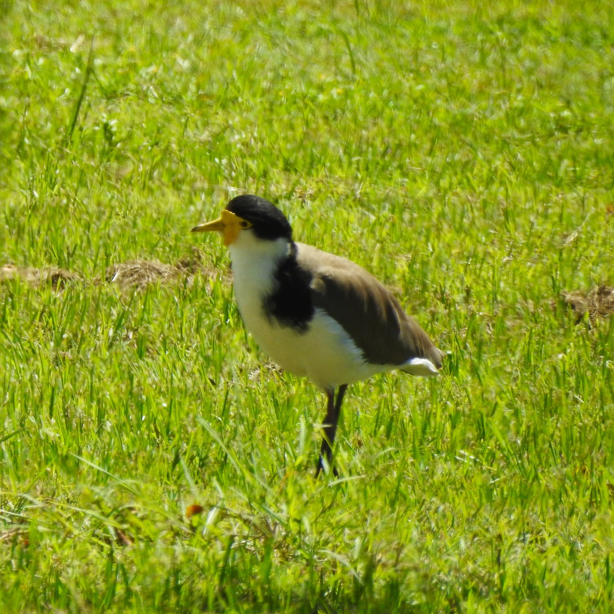 Masked Lapwing (Black-shouldered) - ML426489621
