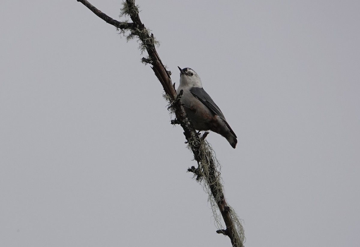 White-breasted Nuthatch - ML426490011