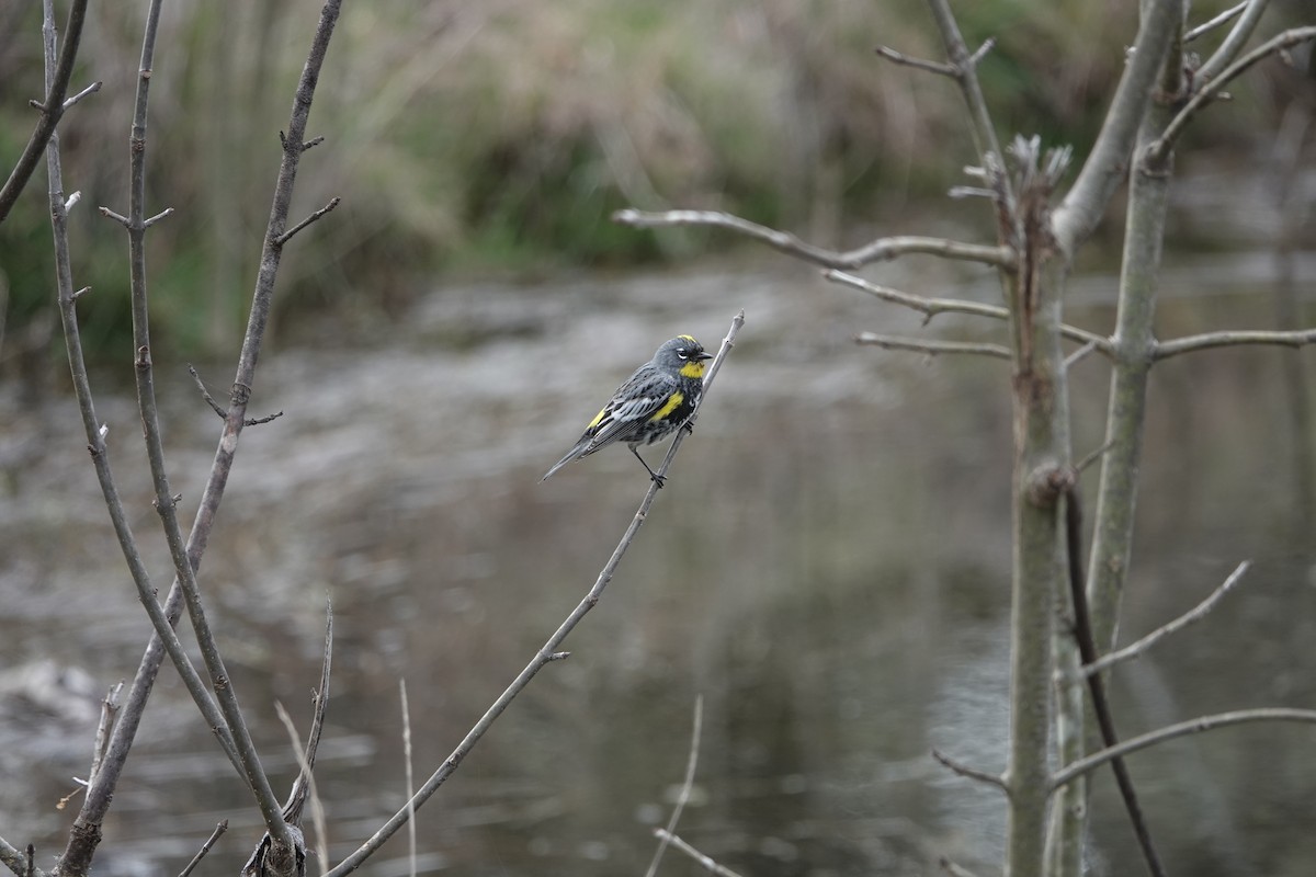 Yellow-rumped Warbler - ML426491401