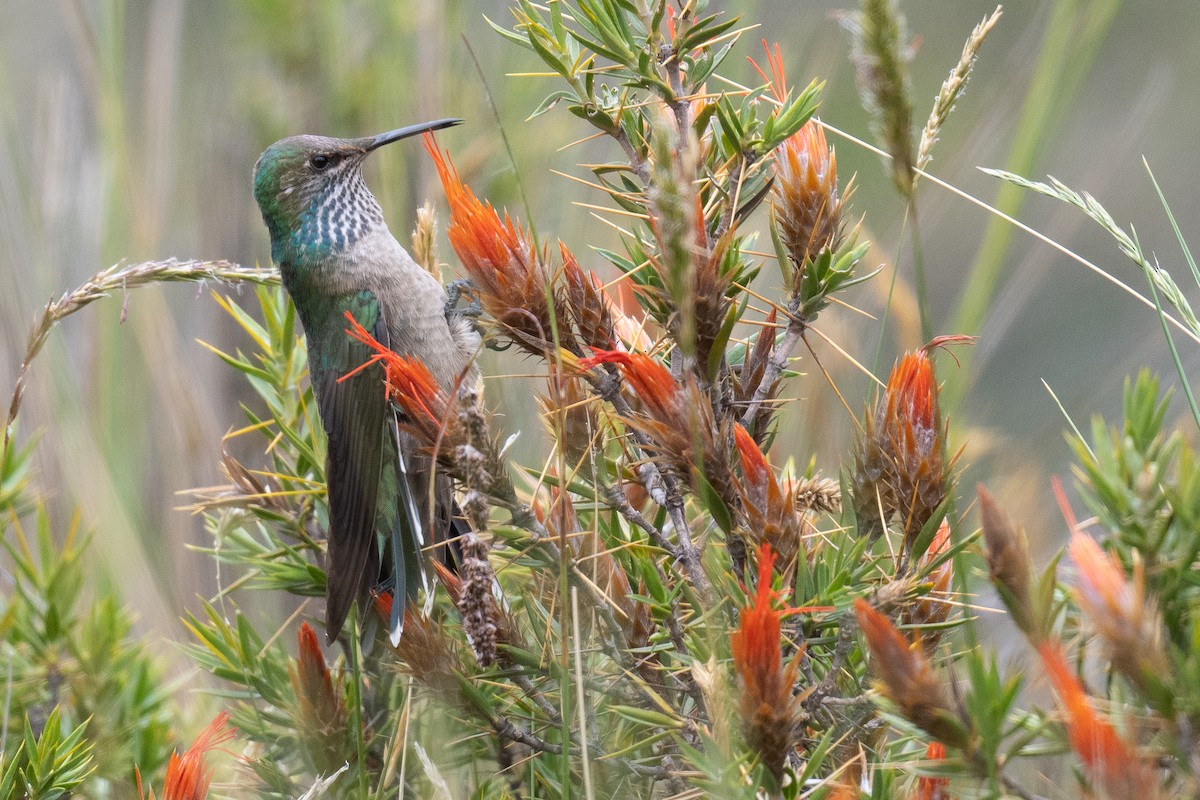 Black-breasted Hillstar - ML426491881