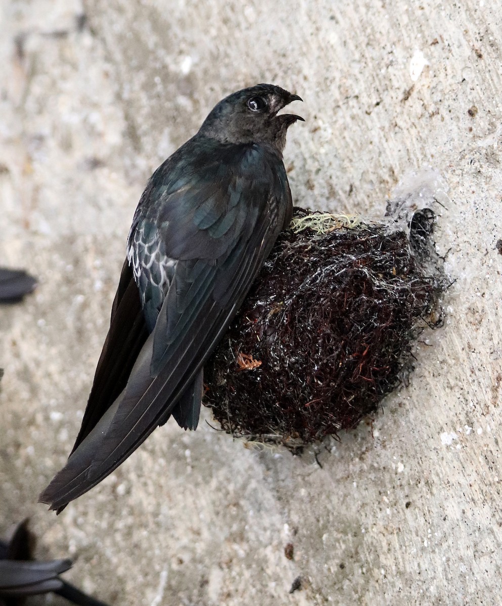 Gray-rumped Swiftlet - Collocalia marginata - Media Search - Macaulay ...