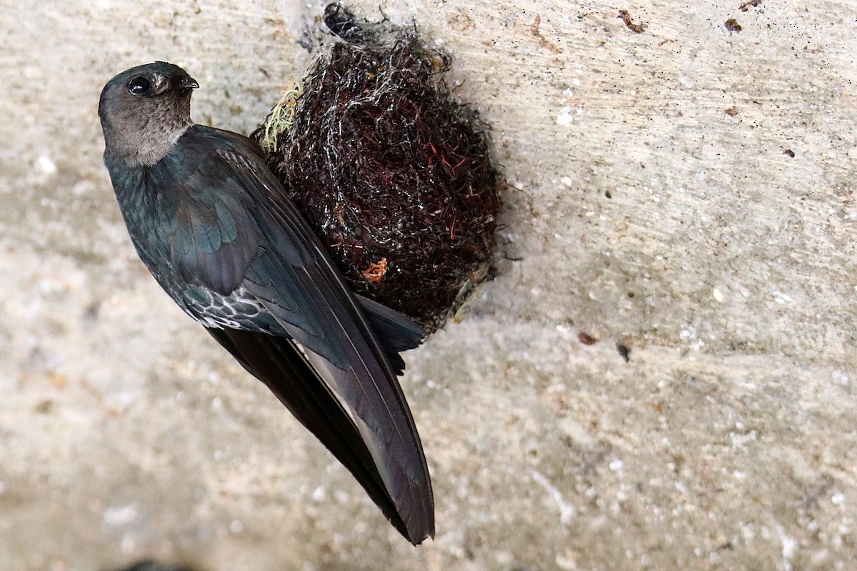 Gray-rumped Swiftlet - Chris Chafer
