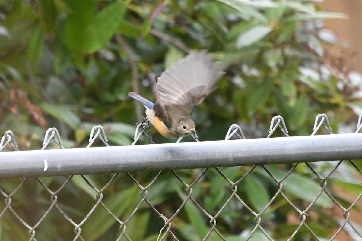 Red-flanked Bluetail - Ryan Merrill