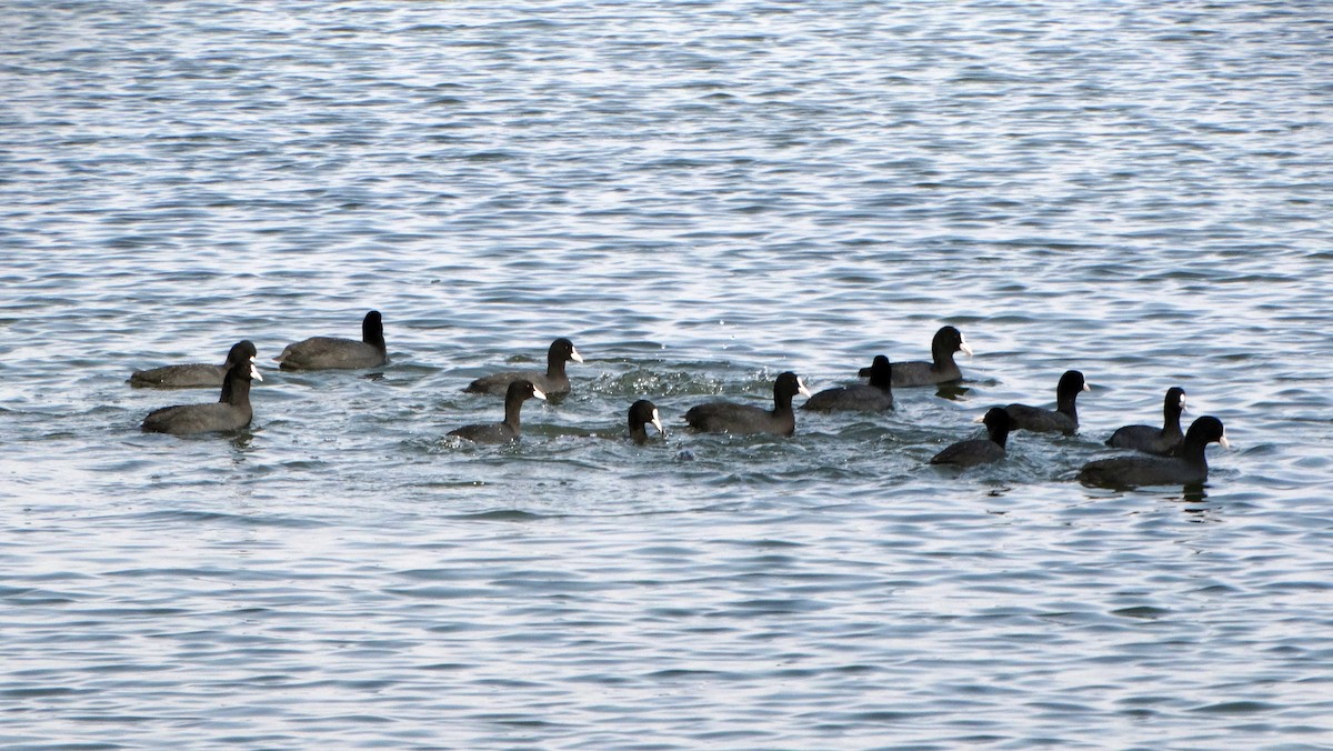 Eurasian Coot - ML426498001