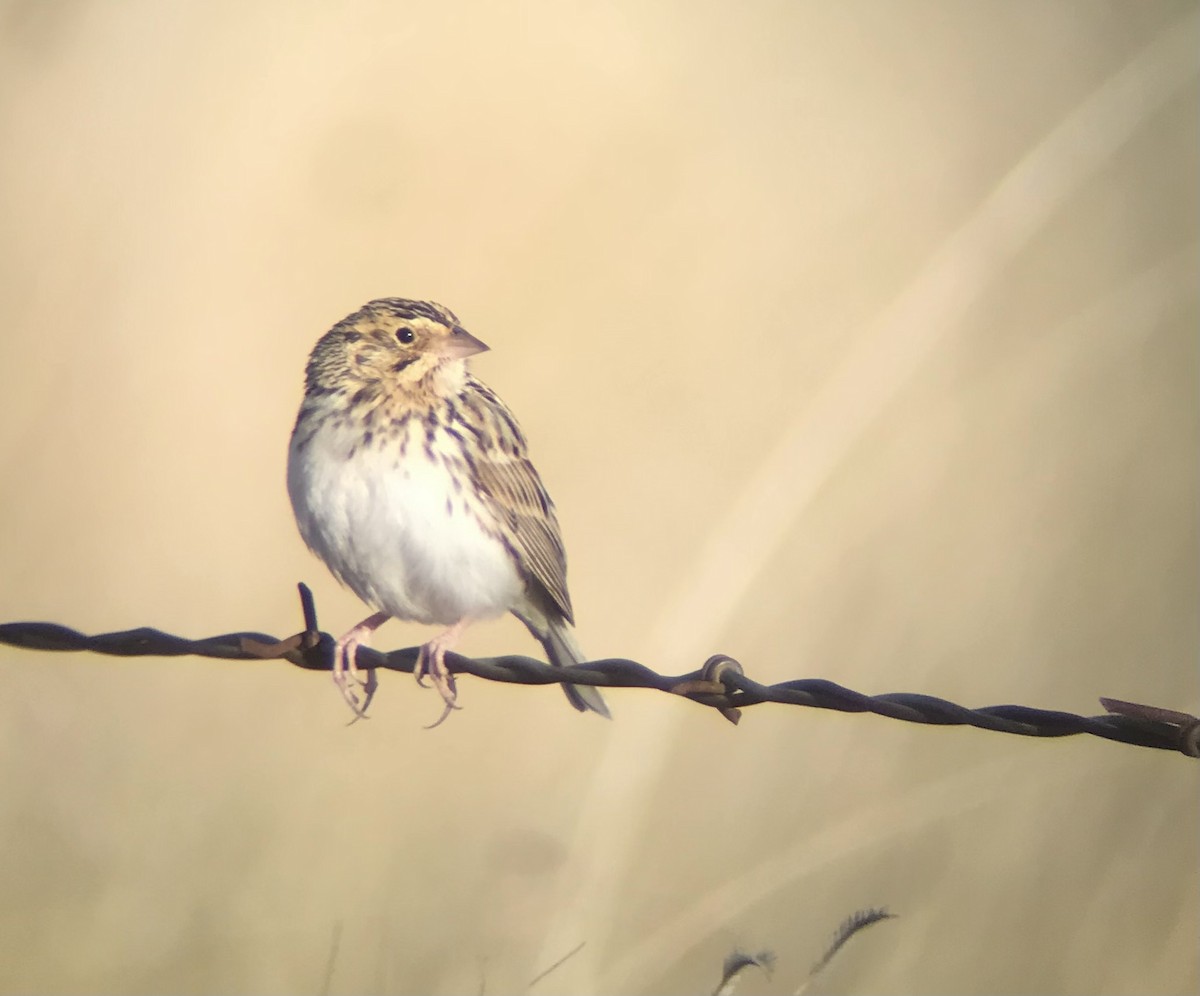 Baird's Sparrow - ML426498781
