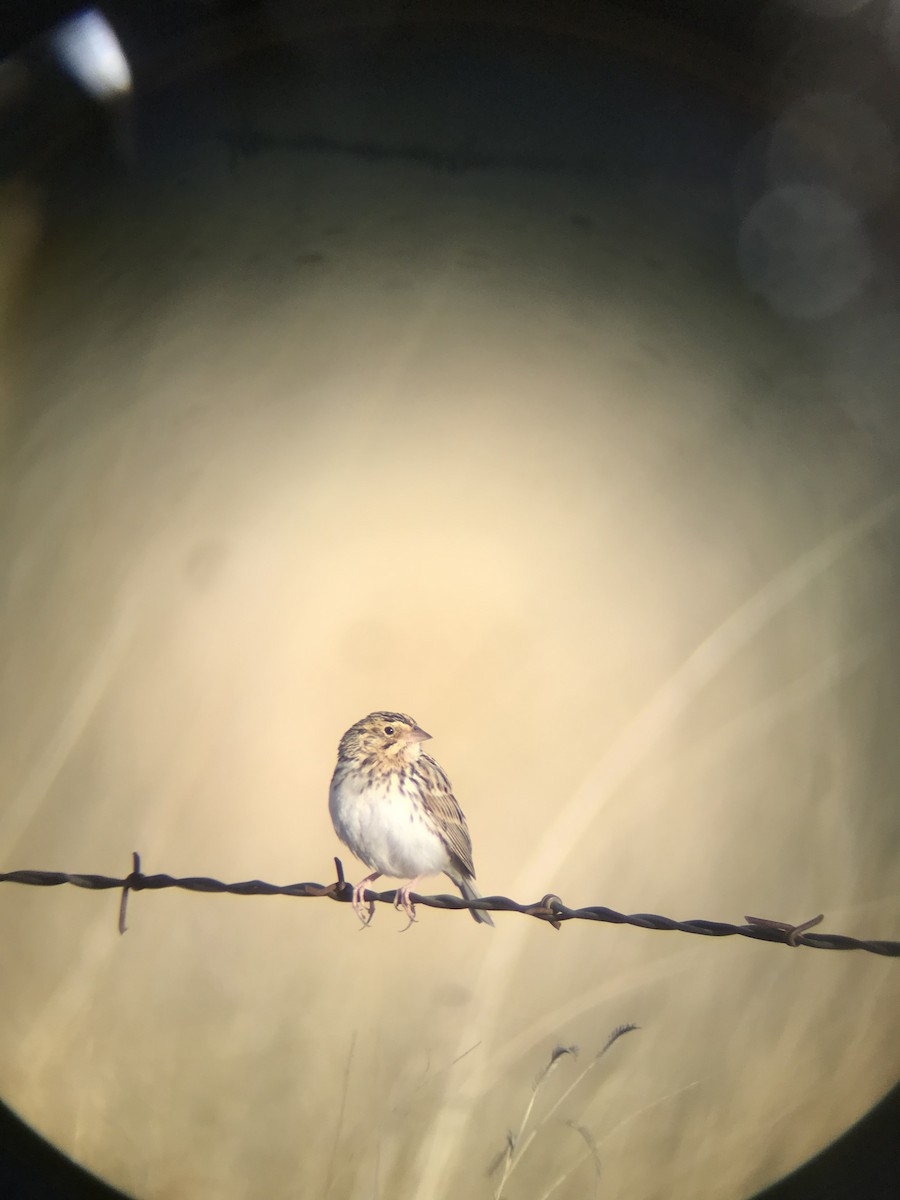 Baird's Sparrow - ML426498791