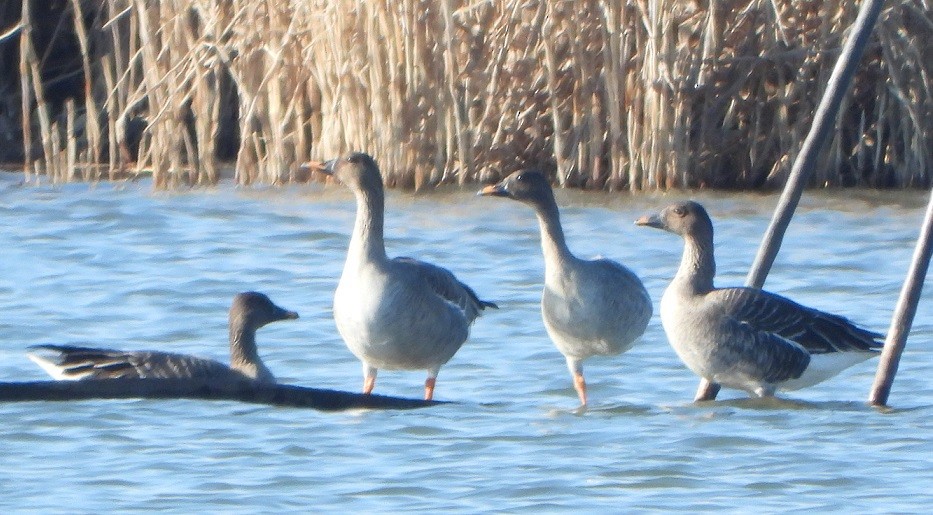 Tundra Bean-Goose - ML426499031