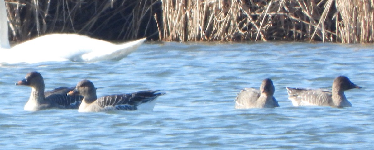 Tundra Bean-Goose - ML426499051